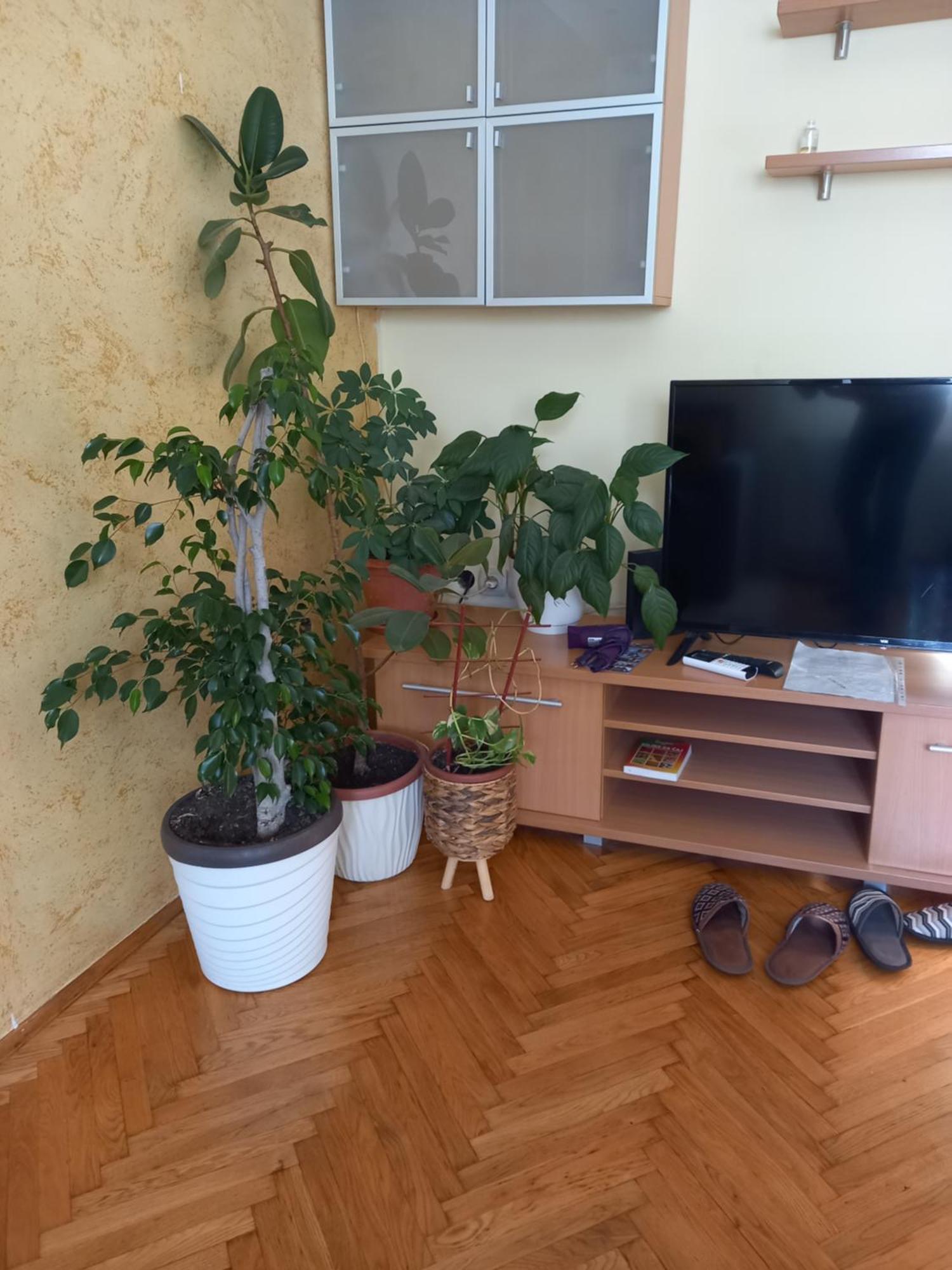 Leda Apartmani Smederevo Rom bilde