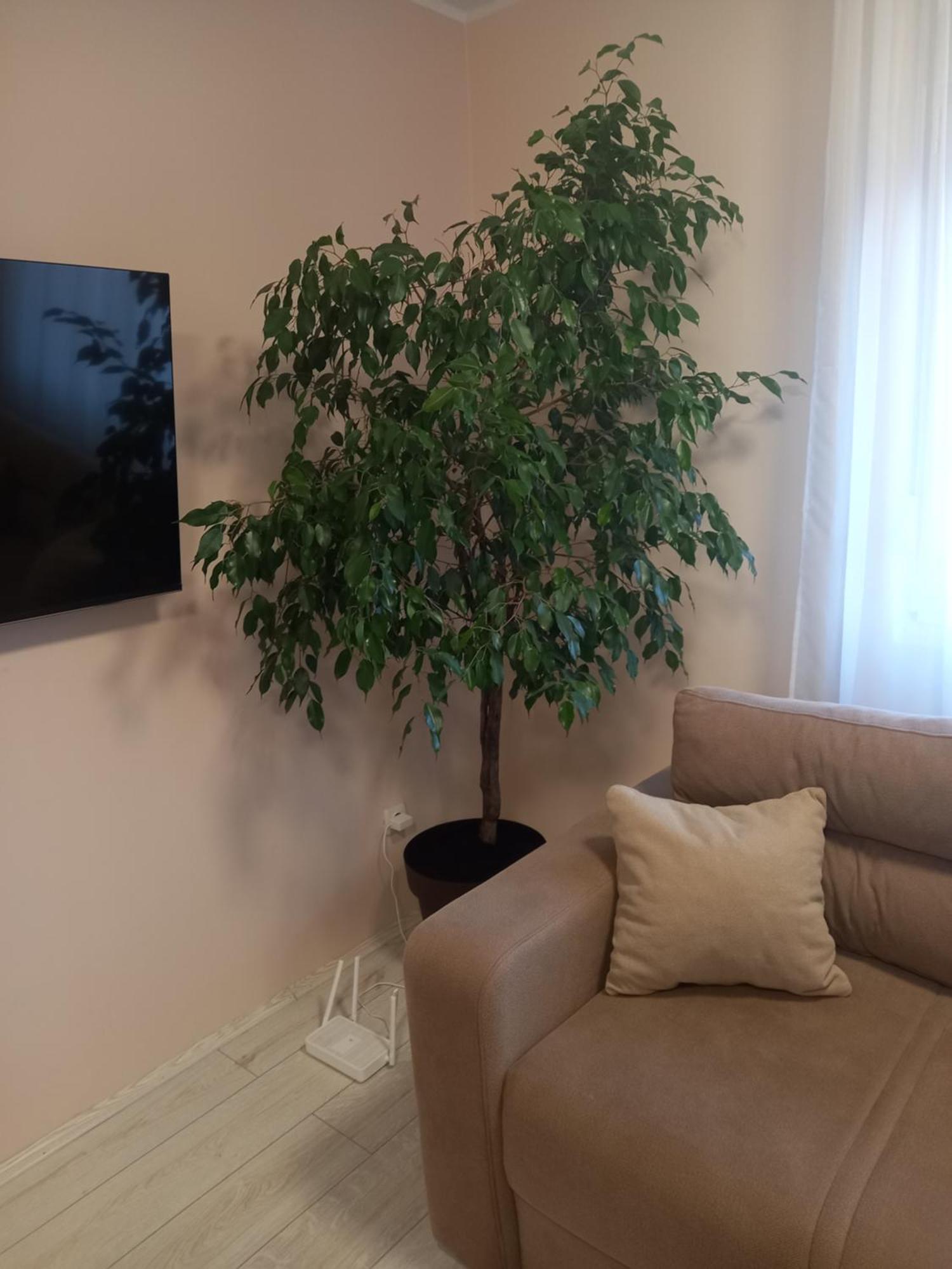Leda Apartmani Smederevo Eksteriør bilde